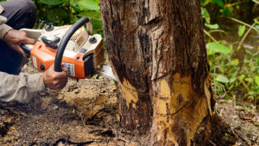 TREE REMOVAL