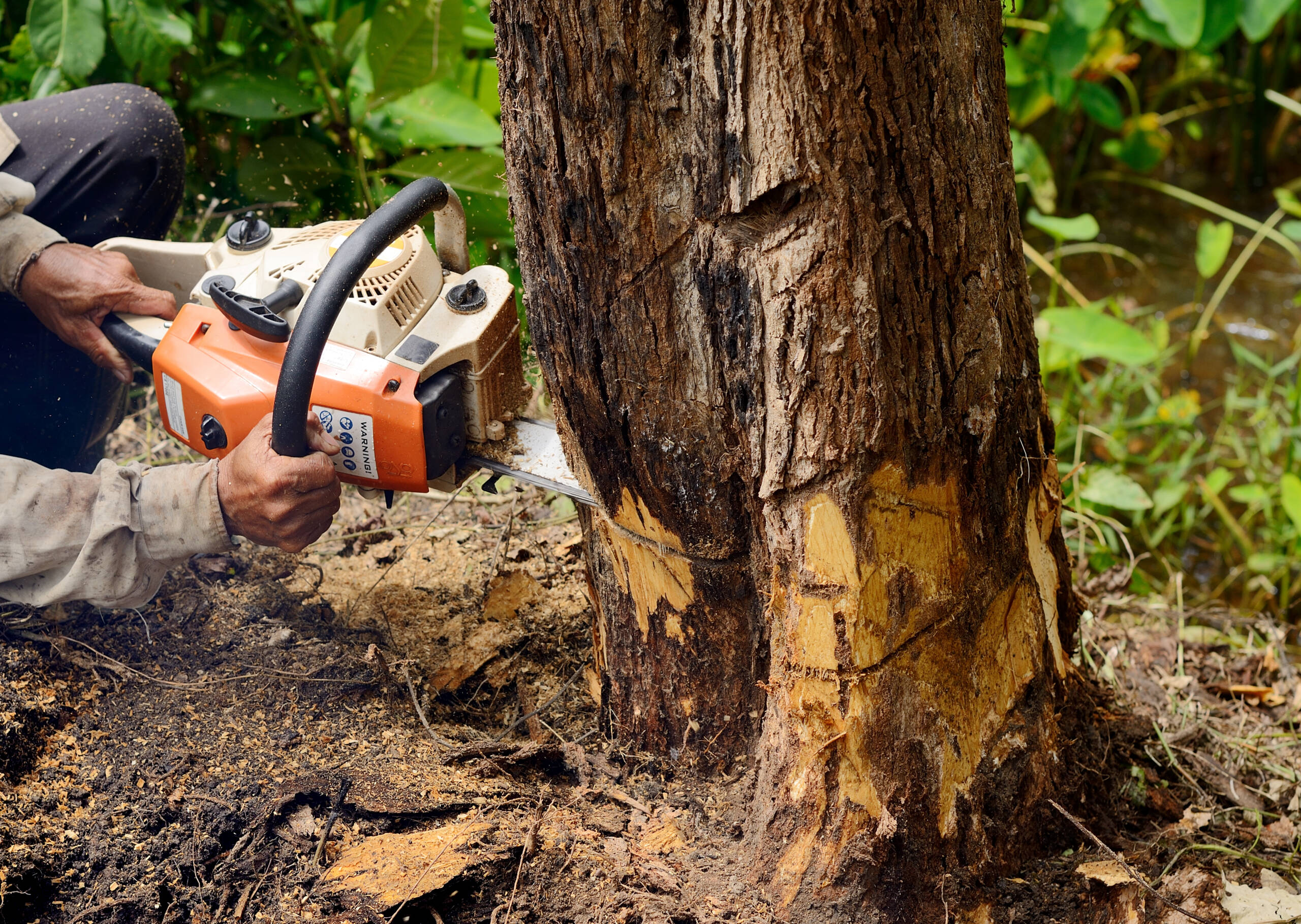 TREE REMOVAL