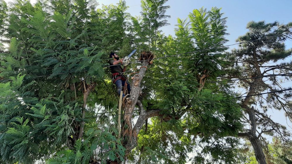 Trimming Trees With Precision and Safety - 