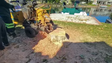 STUMP REMOVAL